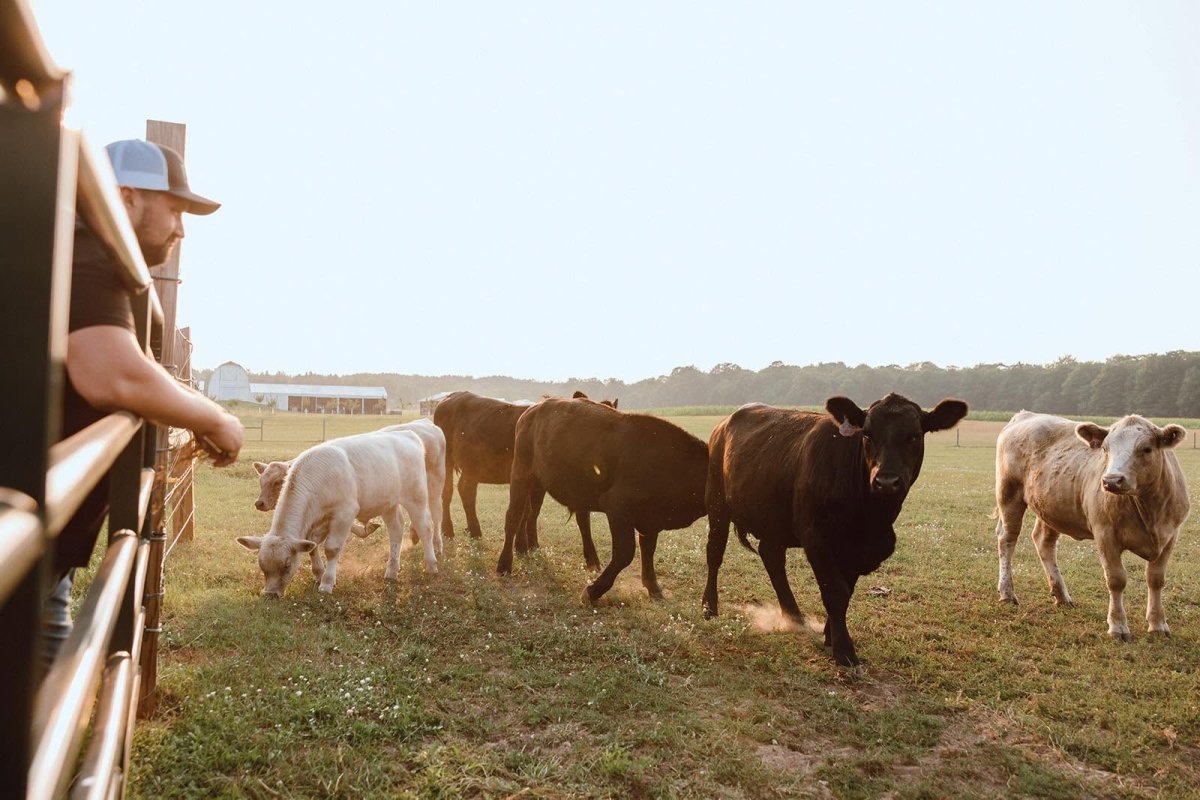 Authentic Farm to Table Beef: What It Really Means for Your Family