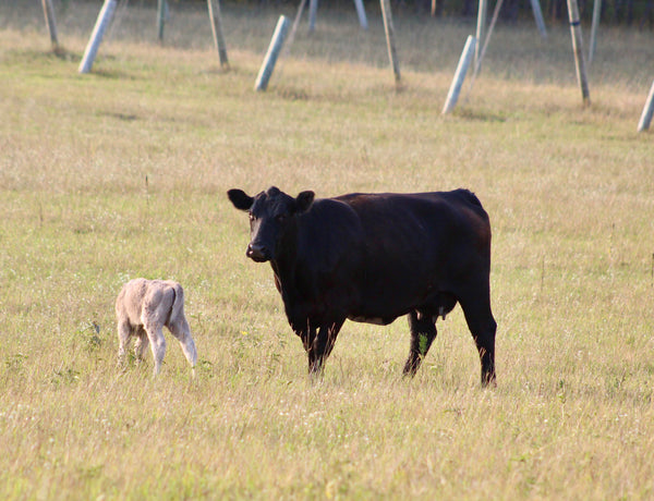 News coverage of the 2026 beef import announcement