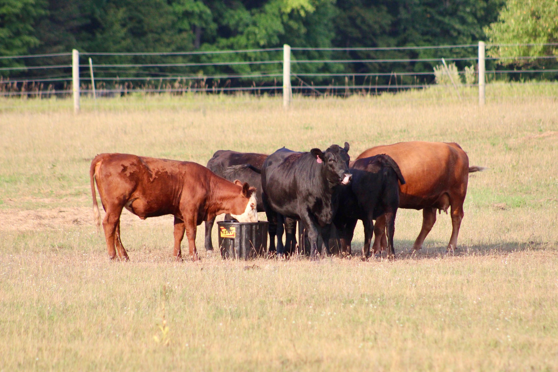 Cattle raised on Fowler Valley Farms, Honor, Michigan