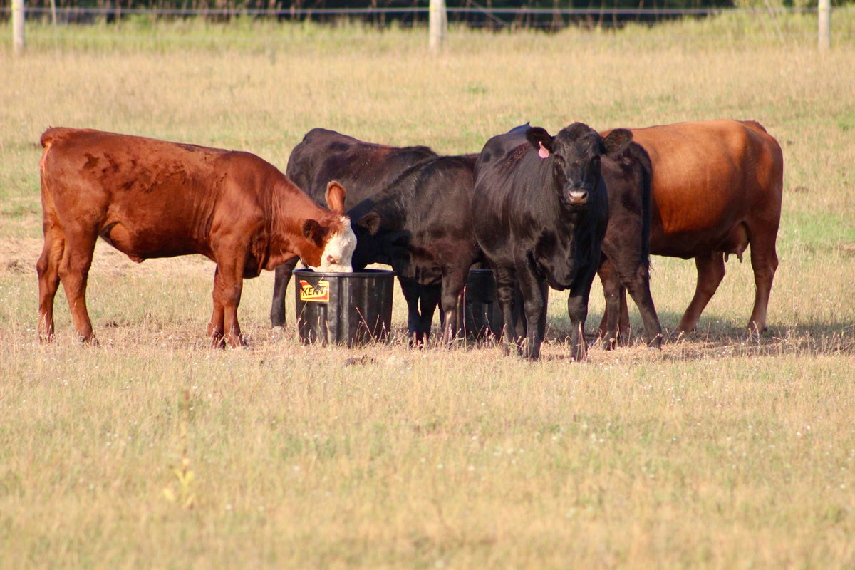 Cattle herd on Fowler Valley Farms